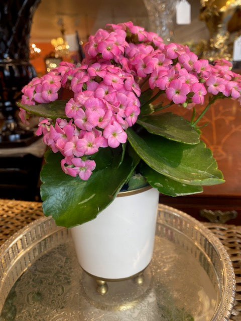 Cachepot Garden Planter White Gold